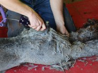 04 Alpaca Shearing